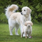 Hond Natvoer Junior 200g 6 Stuk -3- Anifit